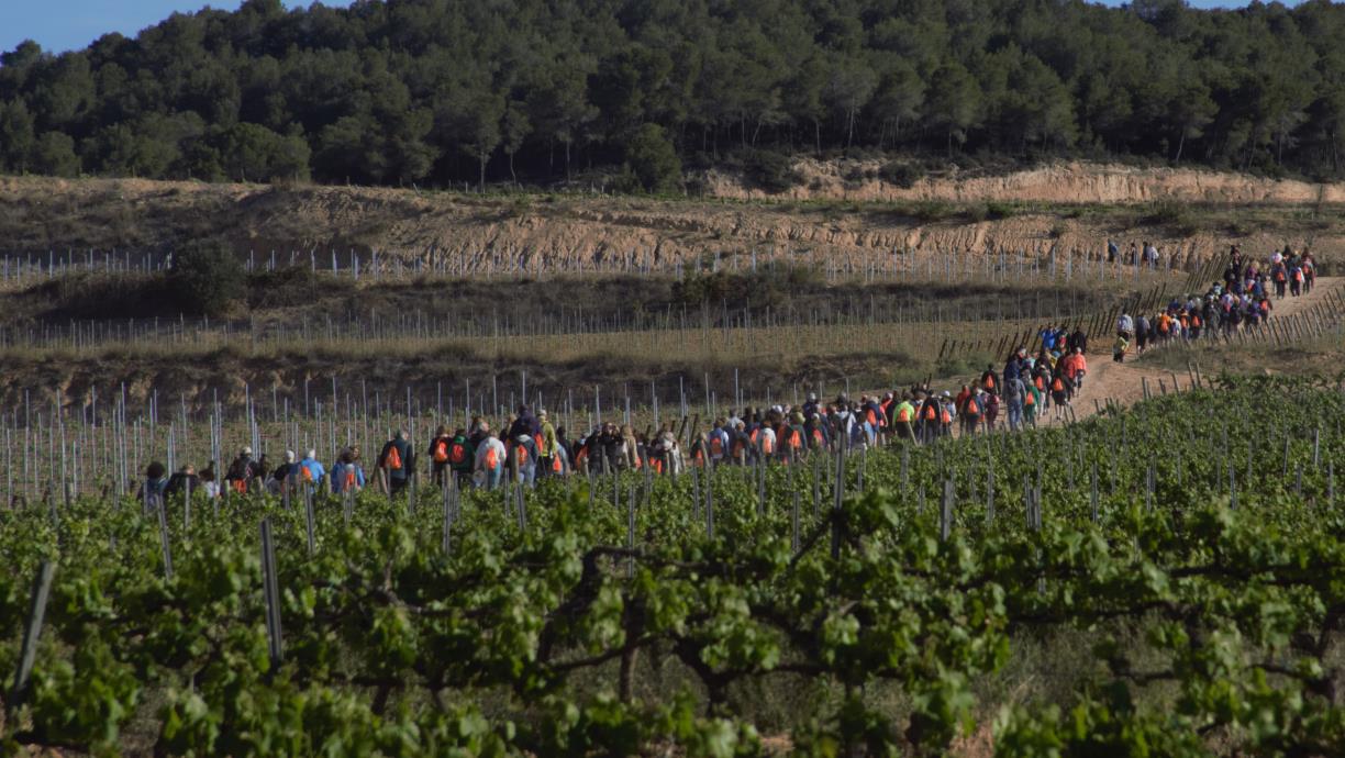 La 5a edició de “FEM POLSEGUERA per les vinyes Sumarroca” bat rècords i es consolida com a referent solidari. EIX