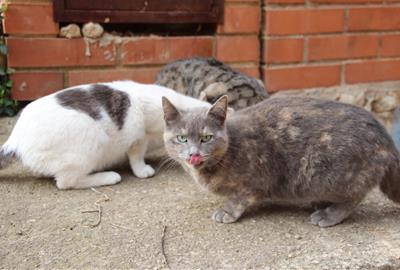 La Bisbal del Penedès adjudica a Tarracodogs la gestió de les colònies felines amb el mètode CER. Ajuntament de la Bisbal