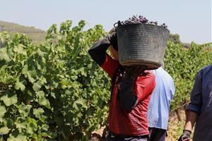 La calor intensa anticipa la verema a la DO Penedès i redueix les previsions d'excedents de raïm. ACN