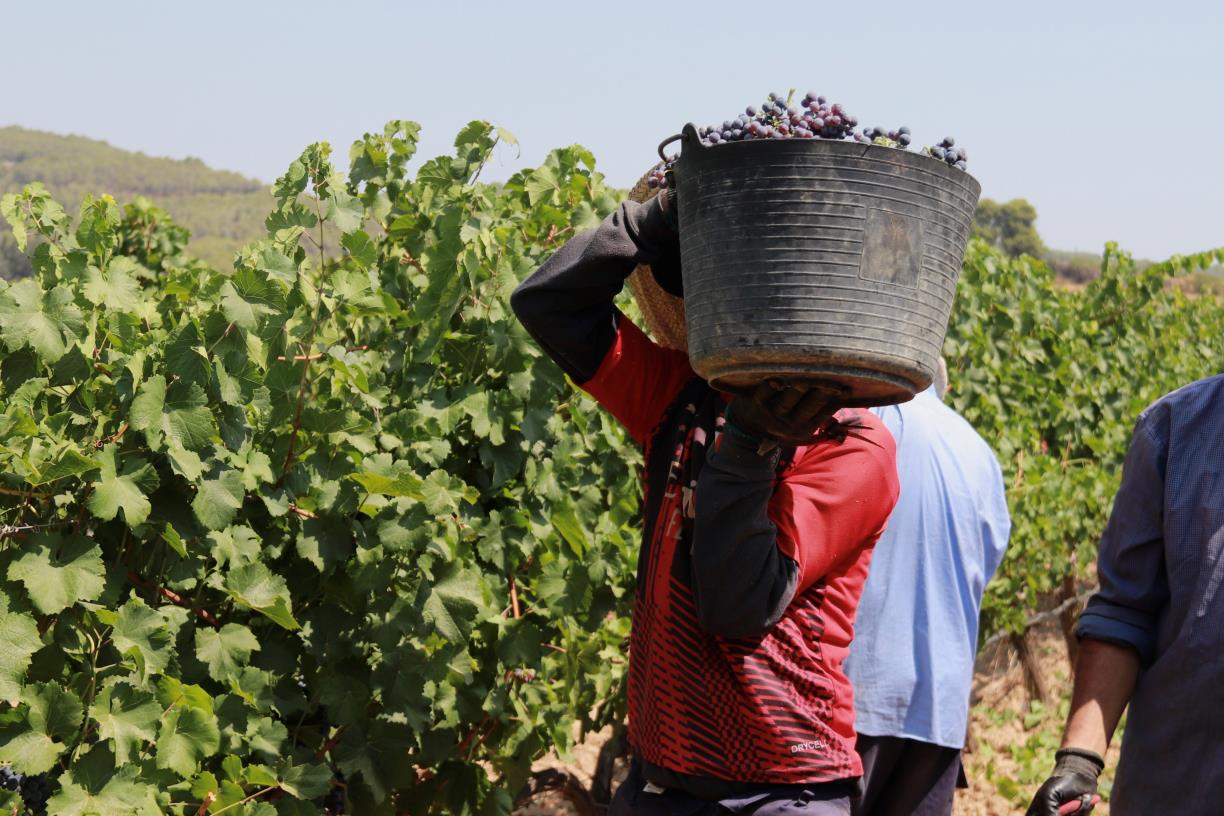 La calor intensa anticipa la verema a la DO Penedès i redueix les previsions d'excedents de raïm. ACN