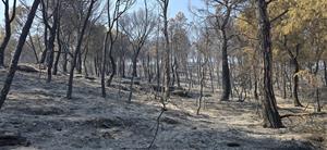 La Diputació activa el suport als municipis afectats per l'incendi de Carme i destaca l'eficàcia de la gestió forestal preventiva. Diputació de Barcel