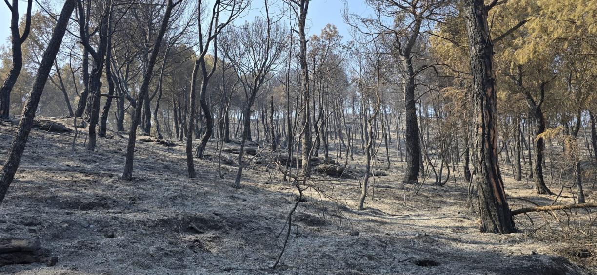 La Diputació activa el suport als municipis afectats per l'incendi de Carme i destaca l'eficàcia de la gestió forestal preventiva. Diputació de Barcel