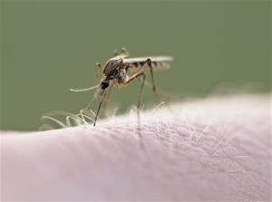 La Diputació de Barcelona reforça el suport als municipis per controlar les arbovirosis transmeses per mosquits