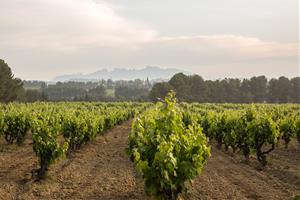 La DO Cava aprova un nou full de ruta per adaptar-se al canvi climàtic i reforçar la qualitat del sector. DO Cava