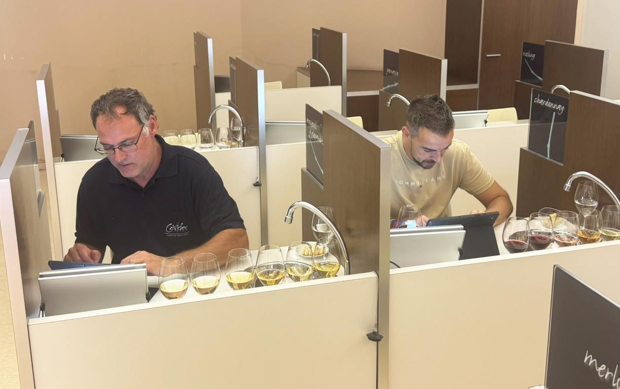 La DO Penedès comença a tastar els primers vins de la verema 2026. DO Penedès