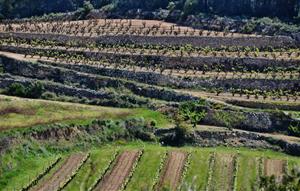 La DO Penedès crea dues cambres per gestionar els vins tranquils i els escumosos. DO Penedès