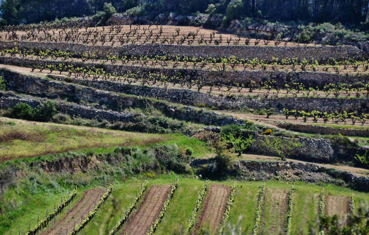 La DO Penedès crea dues cambres per gestionar els vins tranquils i els escumosos. DO Penedès