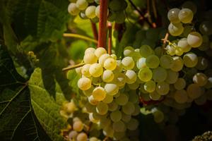La DO Penedès suma un nou Clàssic Penedès elaborat amb la varietat ancestral Forcada. DO Penedès