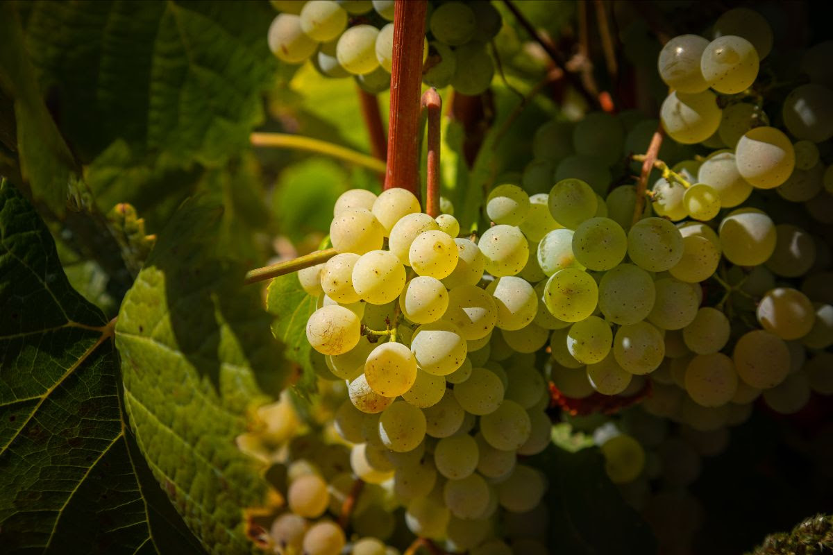 La DO Penedès suma un nou Clàssic Penedès elaborat amb la varietat ancestral Forcada. DO Penedès