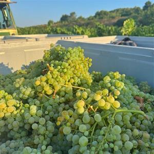 La DO Penedès suma un nou Clàssic Penedès elaborat amb la varietat ancestral Forcada