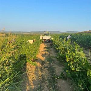 La DO Penedès suma un nou Clàssic Penedès elaborat amb la varietat ancestral Forcada