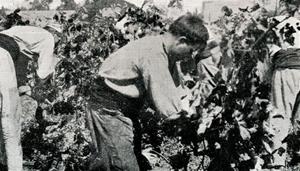 La Fundació Pinnae projecta el primer documental sobre la producció de vi dins del cicle de conferències d’Expo Gaudí. EIX