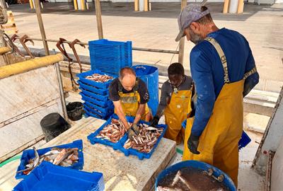 La pesca de gamba vermella a la Costa Central, aturada pels topalls europeus en un any de població "extraordinària". ACN