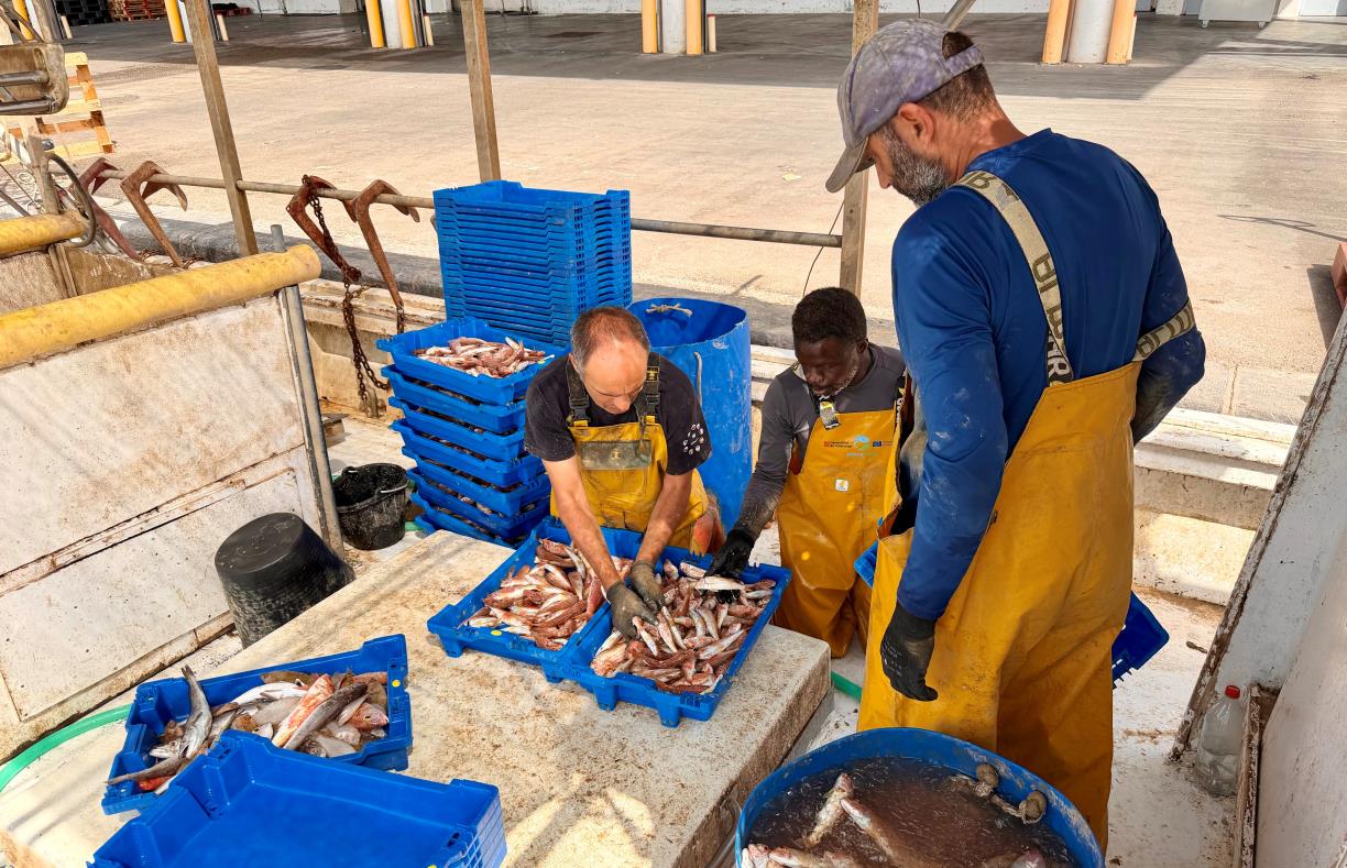 La pesca de gamba vermella a la Costa Central, aturada pels topalls europeus en un any de població 