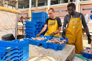 La pesca de gamba vermella a la Costa Central, aturada pels topalls europeus en un any de població 