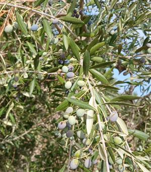 La sequera i la calor posen en risc la collita d’olives al Baix Penedès i l’Anoia. Unió de Pagesos