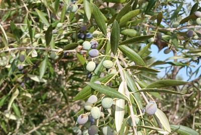 La sequera i la calor posen en risc la collita d’olives al Baix Penedès i l’Anoia. Unió de Pagesos