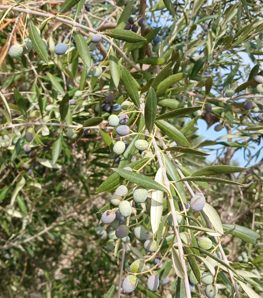 La sequera i la calor posen en risc la collita d’olives al Baix Penedès i l’Anoia. Unió de Pagesos