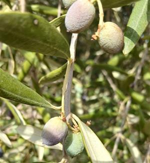 La sequera i la calor posen en risc la collita d’olives al Baix Penedès i l’Anoia