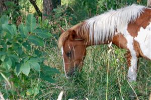 La silvopastura amb ponis pottoka del Parc del Garraf arriba a l’Alt Urgell per reduir el risc d’incendis. ACN