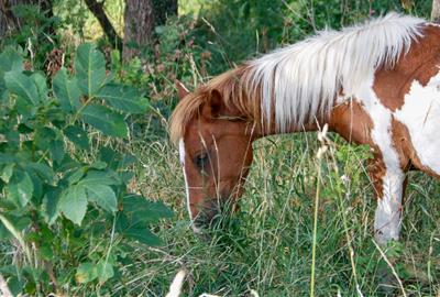 La silvopastura amb ponis pottoka del Parc del Garraf arriba a l’Alt Urgell per reduir el risc d’incendis. ACN