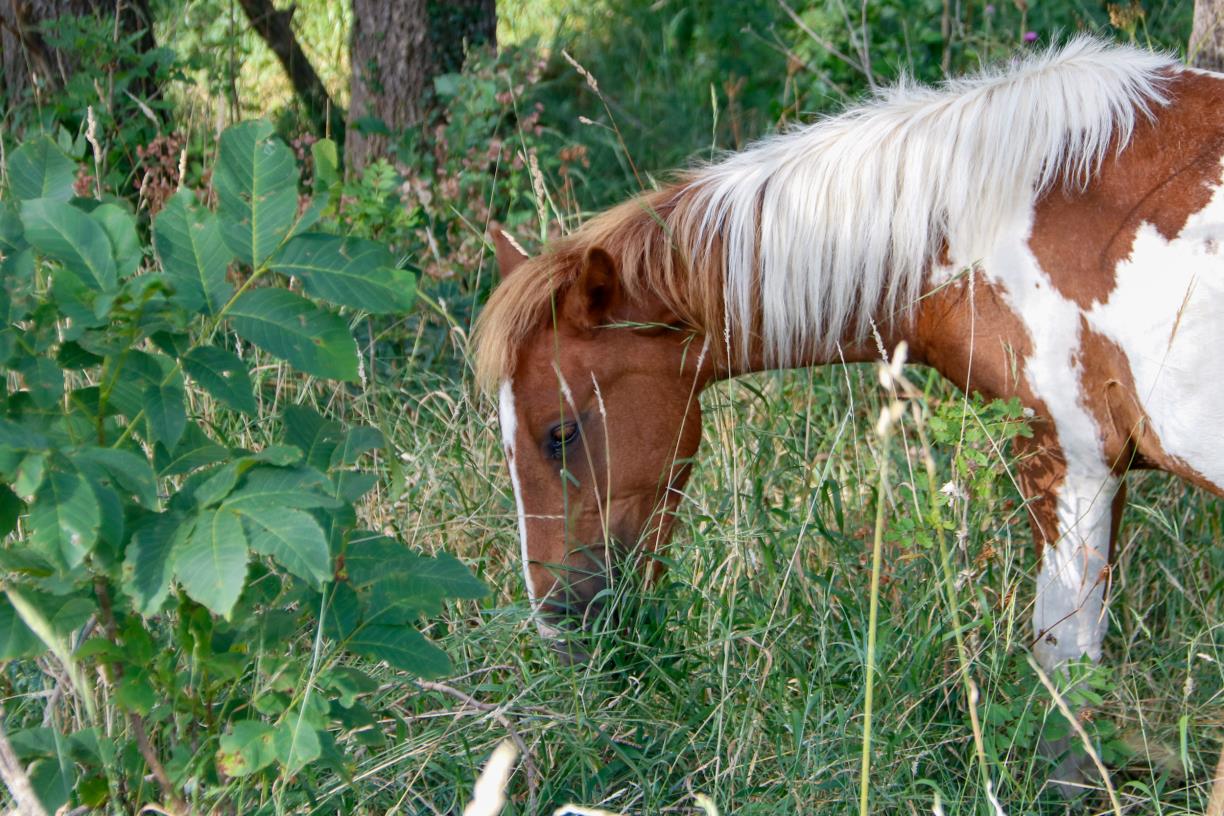 La silvopastura amb ponis pottoka del Parc del Garraf arriba a l’Alt Urgell per reduir el risc d’incendis. ACN