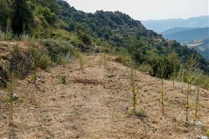 La silvopastura amb ponis pottoka del Parc del Garraf arriba a l’Alt Urgell per reduir el risc d’incendis
