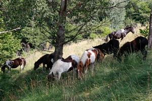 La silvopastura amb ponis pottoka del Parc del Garraf arriba a l’Alt Urgell per reduir el risc d’incendis