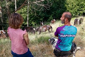 La silvopastura amb ponis pottoka del Parc del Garraf arriba a l’Alt Urgell per reduir el risc d’incendis