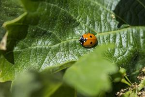 La viticultura regenerativa exigirà la certificació ecològica per obtenir els nous segells ORVA i ORVA+. A. Viticultura Regenerati