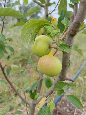 L’Arborètum d’Eixarcolant comença a collir els primers fruits de la recuperació de varietats tradicionals. Eixarcolant 