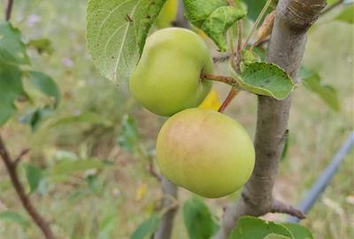 L’Arborètum d’Eixarcolant comença a collir els primers fruits de la recuperació de varietats tradicionals. Eixarcolant 