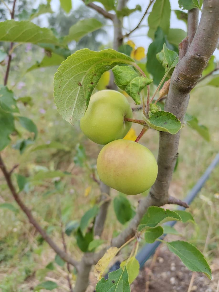 L’Arborètum d’Eixarcolant comença a collir els primers fruits de la recuperació de varietats tradicionals. Eixarcolant 