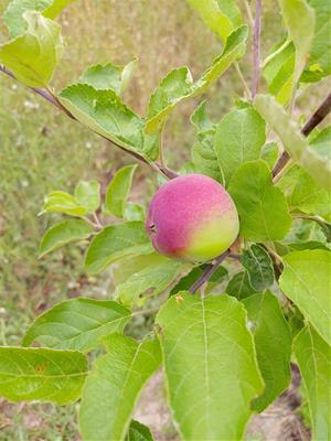 L’Arborètum d’Eixarcolant comença a collir els primers fruits de la recuperació de varietats tradicionals