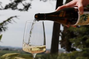 Les vendes de vi amb DO catalanes cauen un 4,6% en volum i un 3,4% en valor el 2025 . ACN