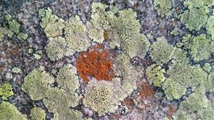 Líquen. Eix