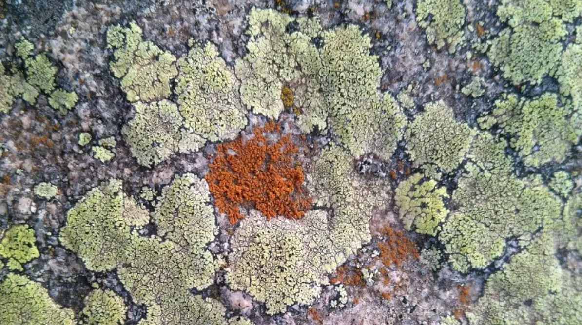 Líquen. Eix