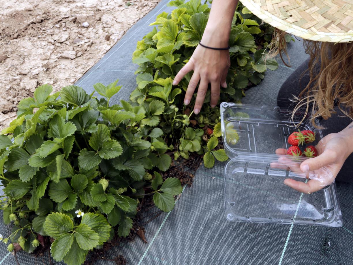 maduixes, maduixa. ACN / Laura Alcalde