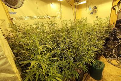 Més de 3.600 plantes i 42 quilos de cabdells de marihuana decomissats per la Guàrdia Civil a Tarragona i Barcelona. ACN