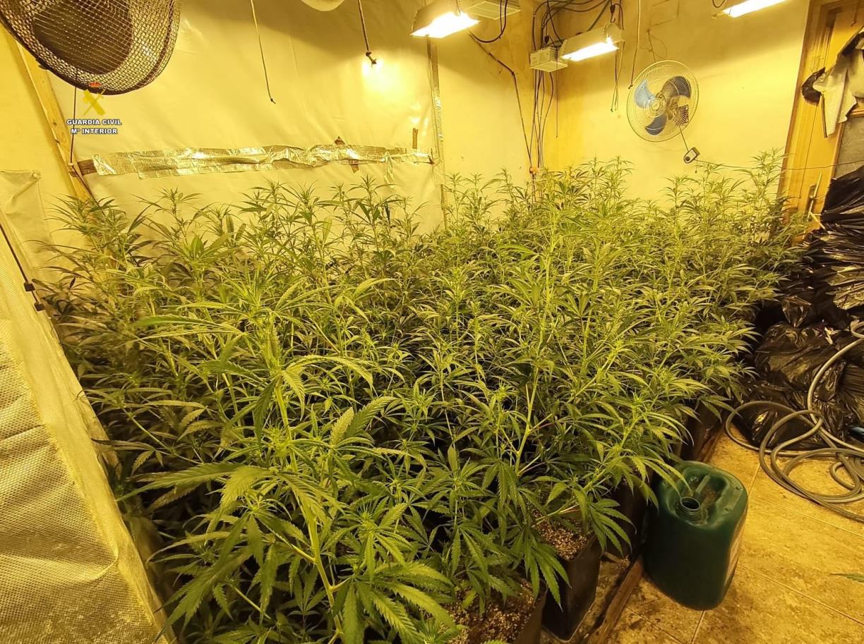 Més de 3.600 plantes i 42 quilos de cabdells de marihuana decomissats per la Guàrdia Civil a Tarragona i Barcelona. ACN