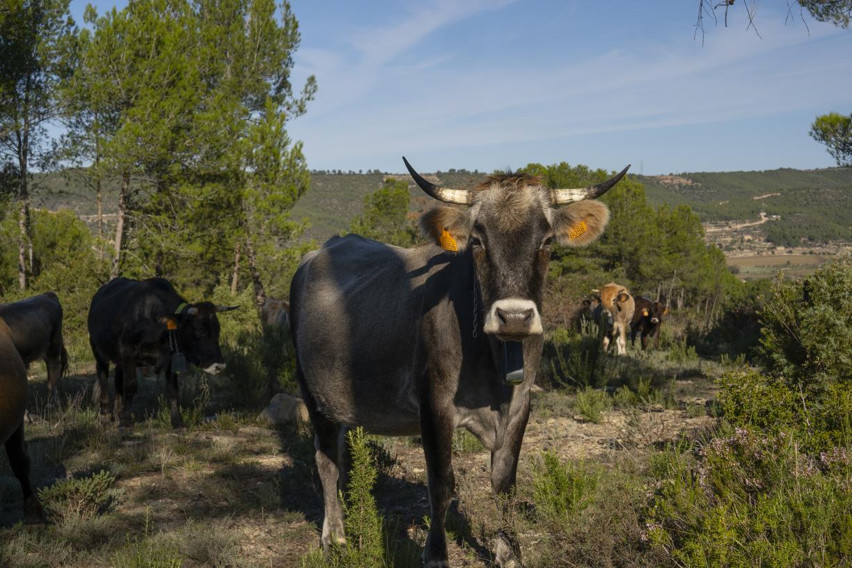 Neix a l’Anoia una nova associació de pastors per impulsar la silvopastura i la prevenció d’incendis. Mancomunitat