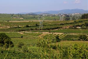 Paisatge de vinyes de l'Alt Penedès. ACN / Gemma Sánchez