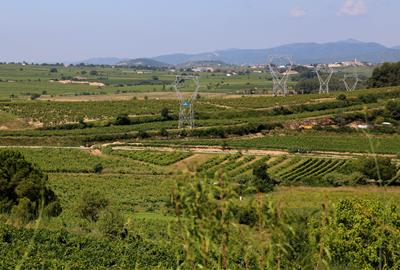 Paisatge de vinyes de l'Alt Penedès. ACN / Gemma Sánchez