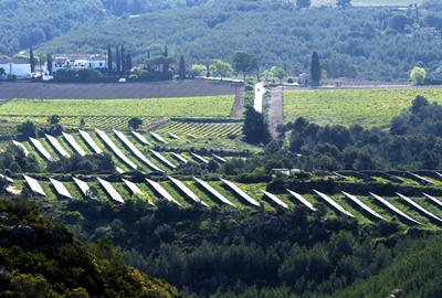 Parc fotovoltaic entre vinyes a Viladellops. Eix