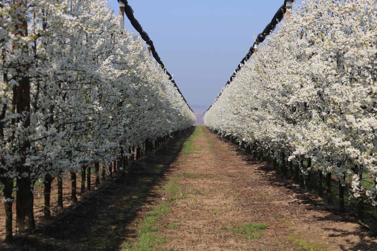 Pruneres florides d'un camp de Torres de Segre . ACN / Alba Mor