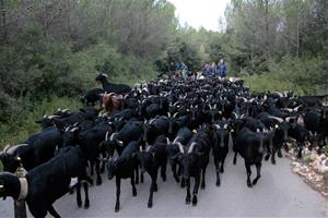 Recorren el camí ramader entre Santa Coloma de Queralt i Cunit per reivindicar el patrimoni natural i la silvopastura. ACN