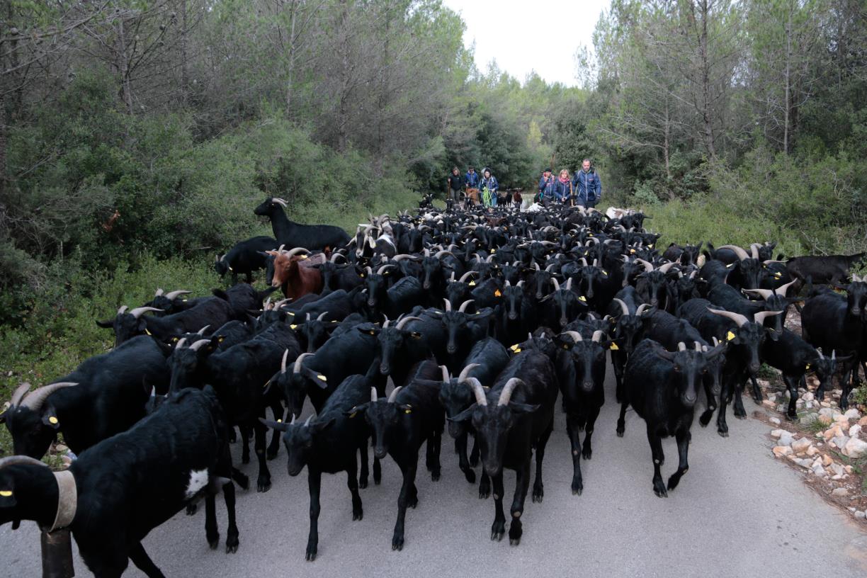 Recorren el camí ramader entre Santa Coloma de Queralt i Cunit per reivindicar el patrimoni natural i la silvopastura. ACN