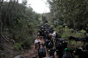 Recorren el camí ramader entre Santa Coloma de Queralt i Cunit per reivindicar el patrimoni natural i la silvopastura