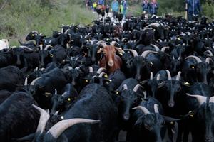 Recorren el camí ramader entre Santa Coloma de Queralt i Cunit per reivindicar el patrimoni natural i la silvopastura