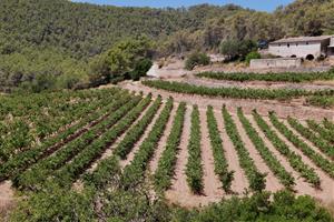 Sant Pere de Ribes lidera la creació d’un Espai Agrari a la Plana del Garraf per preservar i ajudar la pagesia. ACN